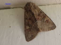 Attēlu rezultāti vaicājumam “Apamea sordens”