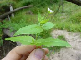 Attēlu rezultāti vaicājumam “Myosoton aquaticum flower”