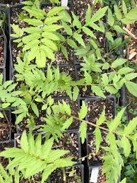 Attēlu rezultāti vaicājumam “Valeriana officinalis leaf”