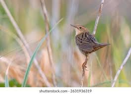 Image result for Locustella naevia