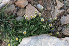 Attēlu rezultāti vaicājumam “Erigeron acris”