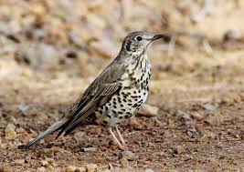 Attēlu rezultāti vaicājumam “Turdus viscivorus”
