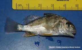 Image result for Pogonias cromis