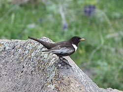 Image result for Turdus torquatus