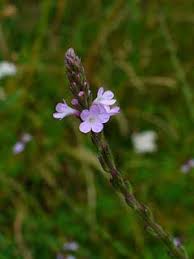Image result for Verbena officinalis