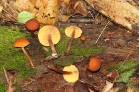 Attēlu rezultāti vaicājumam “Gymnopilus picreus”