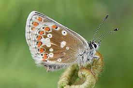 Attēlu rezultāti vaicājumam “Aricia artaxerxes  female”