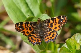 Attēlu rezultāti vaicājumam “Araschnia levana”