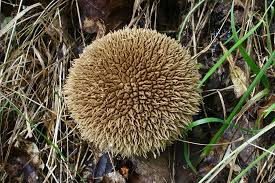Attēlu rezultāti vaicājumam “Lycoperdon echinatum”