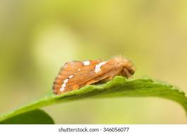 Attēlu rezultāti vaicājumam “Phymatopus hecta”