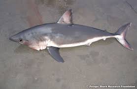 Image result for Selby Tiger Sharks Swimming Club