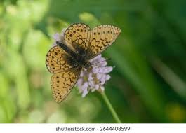 Attēlu rezultāti vaicājumam “Boloria eunomia underside”