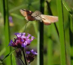 Attēlu rezultāti vaicājumam “Idaea sylvestraria”