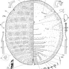 Attēlu rezultāti vaicājumam “Aleurochiton aceris”