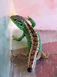 Attēlu rezultāti vaicājumam “Lacerta agilis male”