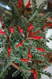 Attēlu rezultāti vaicājumam “Astragalus glycyphyllos fruit”