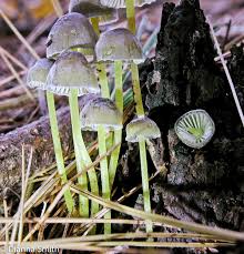 Attēlu rezultāti vaicājumam “Mycena epipterygia”