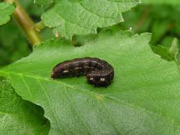 Attēlu rezultāti vaicājumam “Eupsilia transversa”