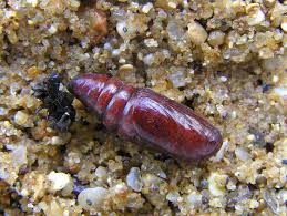 Attēlu rezultāti vaicājumam “Euplexia lucipara”