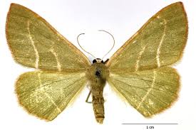 Attēlu rezultāti vaicājumam “Hylaea fasciaria”