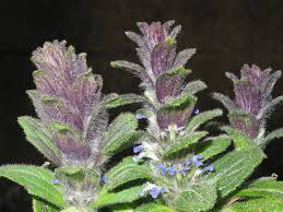 Attēlu rezultāti vaicājumam “Ajuga pyramidalis”