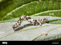 Attēlu rezultāti vaicājumam “Laspeyria flexula”