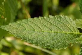 Attēlu rezultāti vaicājumam “Erysiphe galeopsidis”