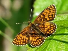 Attēlu rezultāti vaicājumam “Mellicta athalia underside”