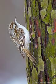 Attēlu rezultāti vaicājumam “Certhia familiaris adult”