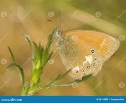 Attēlu rezultāti vaicājumam “Coenonympha glycerion”