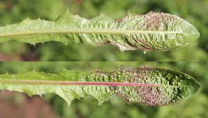 Attēlu rezultāti vaicājumam “Trioza dispar”