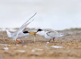 Attēlu rezultāti vaicājumam “Sternula albifrons”