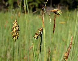 Attēlu rezultāti vaicājumam “Carex limosa”