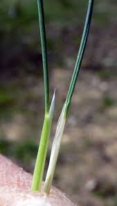 Attēlu rezultāti vaicājumam “Corynephorus canescens leaf”