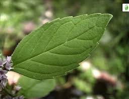 Attēlu rezultāti vaicājumam “Mentha x verticillata”