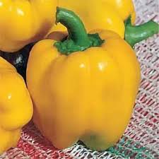Afbeeldingsresultaat voor californian wonder golden sweet pepper