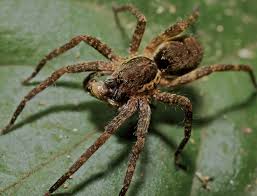 Attēlu rezultāti vaicājumam “Lycosidae”