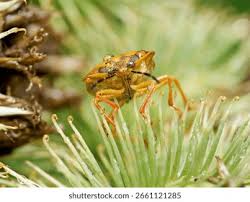Attēlu rezultāti vaicājumam “Carpocoris purpureipennis”