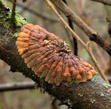 Attēlu rezultāti vaicājumam “Hypocreopsis lichenoides”