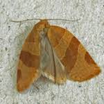 Attēlu rezultāti vaicājumam “Pandemis cinnamomeana female”