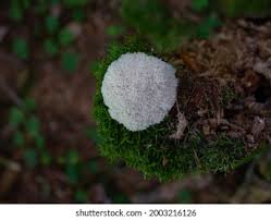 Attēlu rezultāti vaicājumam “Sparassis crispa”