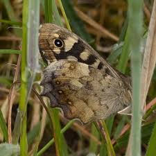 Attēlu rezultāti vaicājumam “Pararge aegeria underside”