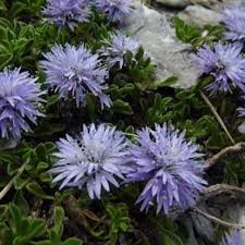 Attēlu rezultāti vaicājumam “Carex globularis flower”