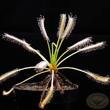 Image result for Drosera