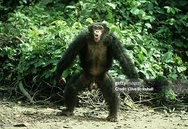 Attēlu rezultāti vaicājumam “Troglodytes troglodytes adult”