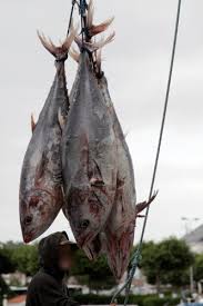 Image result for Thunnus thynnus