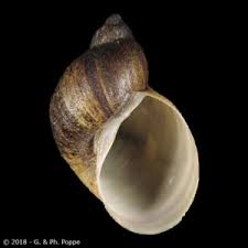 Attēlu rezultāti vaicājumam “Lymnaeidae”