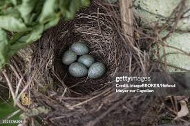 Attēlu rezultāti vaicājumam “Turdus merula eggs”