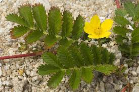 Attēlu rezultāti vaicājumam “Argentina anserina leaf”