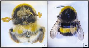 Attēlu rezultāti vaicājumam “Bombus terrestris”
